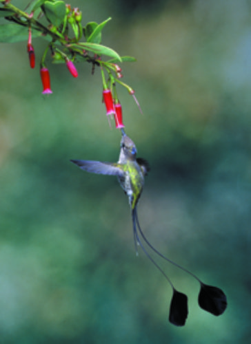 Marvelous Spatuletail. Photo: Alejandro Tello